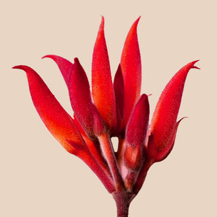 Kangaroo Paw Flower Extract