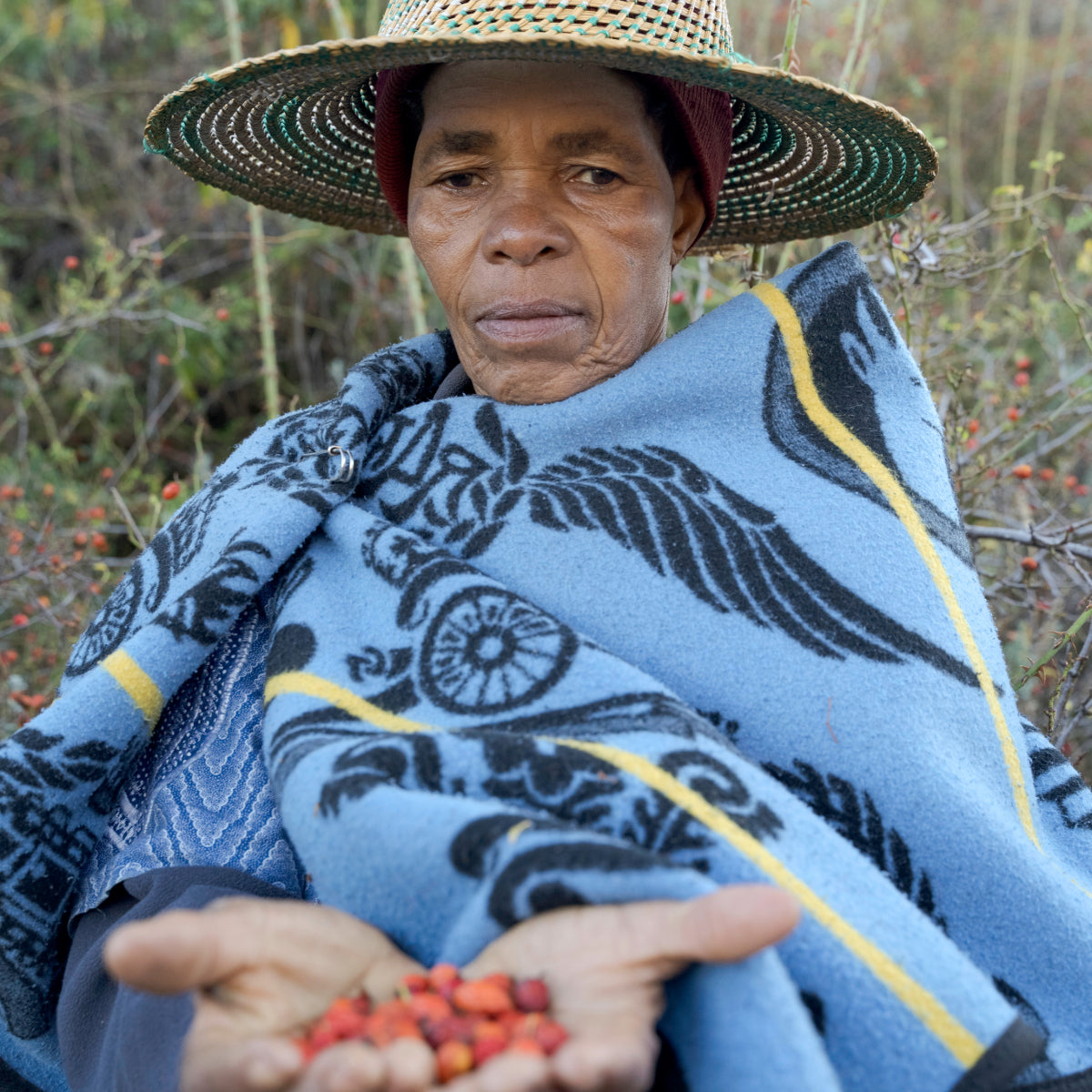 Lesotho Rosehip Harvest